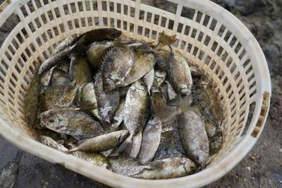 央视报道 丨 湛江坡头:春节期间海鲜市场物丰价稳